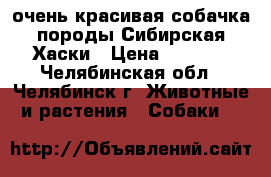 очень красивая собачка породы Сибирская Хаски › Цена ­ 9 000 - Челябинская обл., Челябинск г. Животные и растения » Собаки   